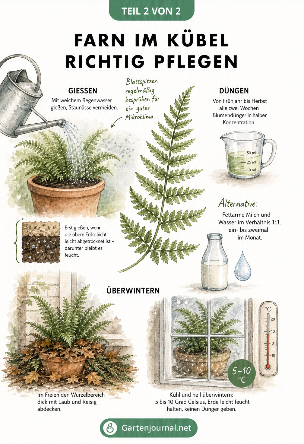 Illustration zur Pflege von Farnen im Kübel mit Tipps zum Gießen, Düngen mit Milch und Überwintern.