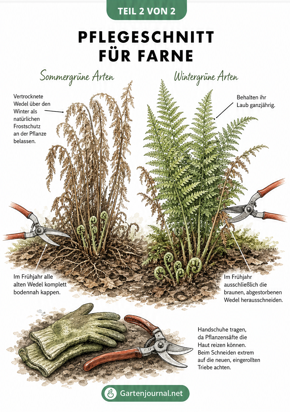 Illustration zum Pflegeschnitt von Farnen, unterteilt in sommergrüne und wintergrüne Arten