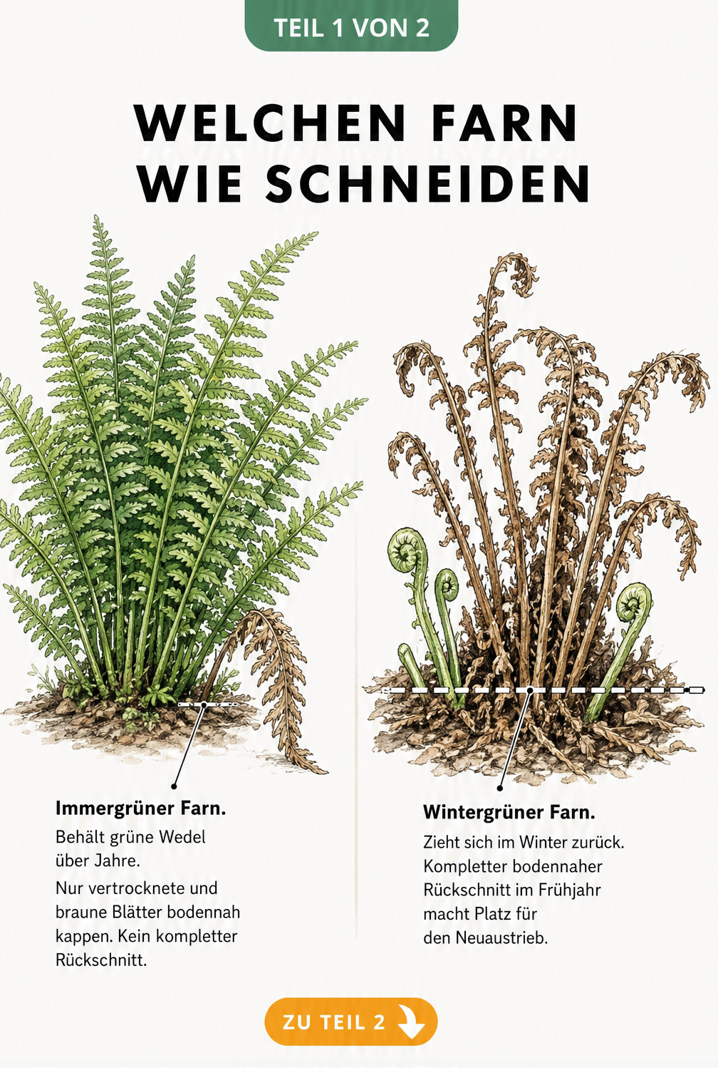 Aquarell-Illustration: Vergleich von immergrünem und wintergrünem Farn mit Schnittlinien