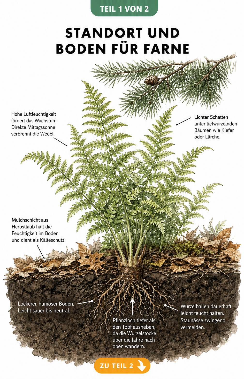 Botanische Illustration eines Farns im Gartenbeet mit Hinweisen zu Standort, Boden und Pflanzung