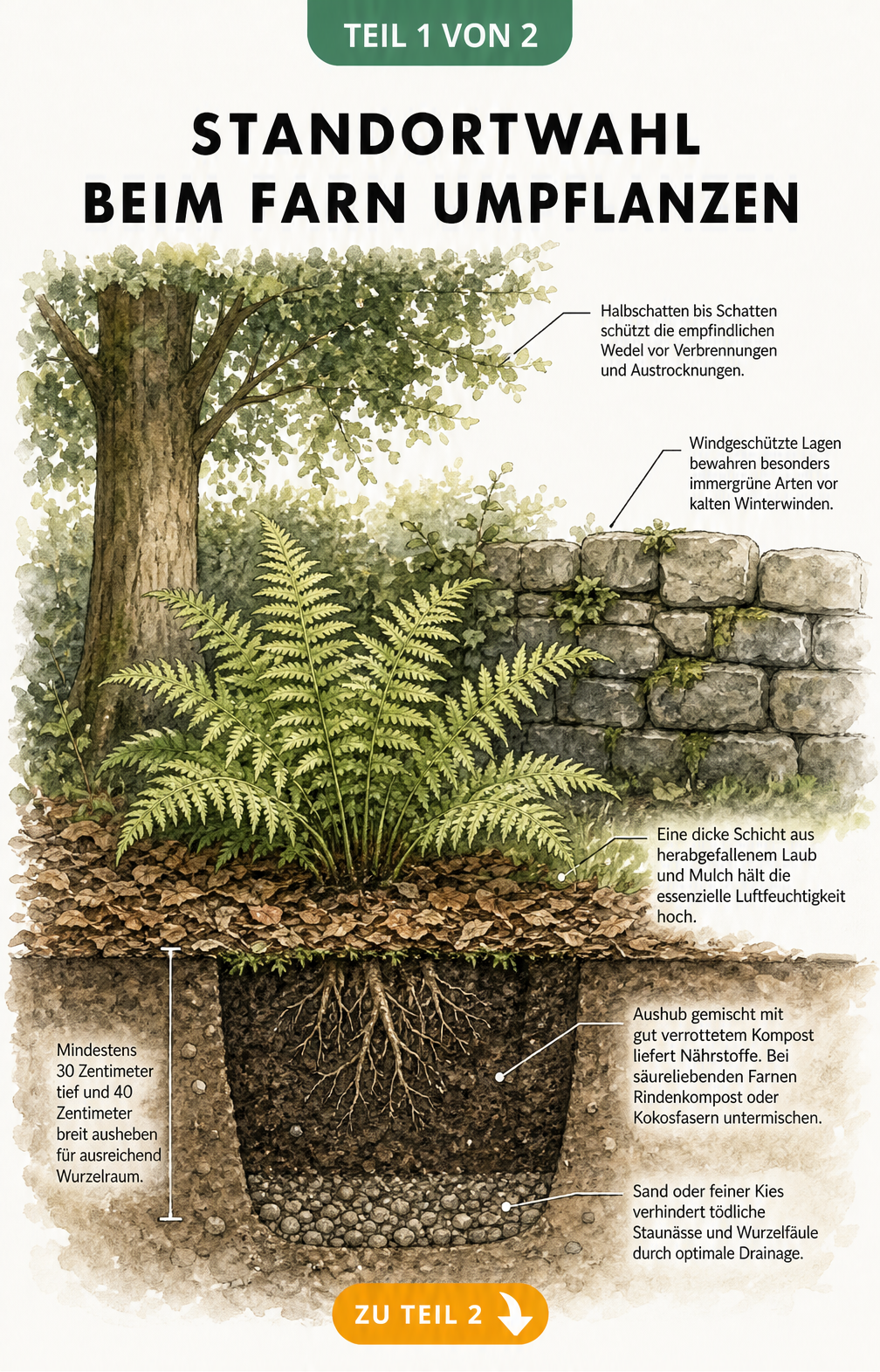 Botanische Schnittzeichnung zeigt den idealen Standort für Farne mit Halbschatten unter einem Baum und den Bodenschichten im Pflanzloch.
