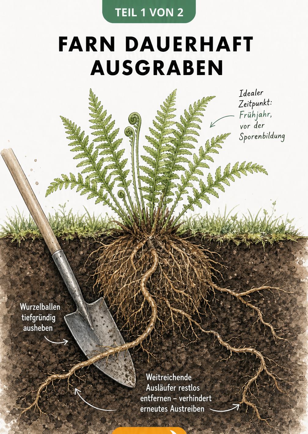Botanische Querschnitt-Illustration eines Farns im Erdreich, die das tiefe Ausgraben des Wurzelballens und der Ausläufer mit einem Spaten zeigt.