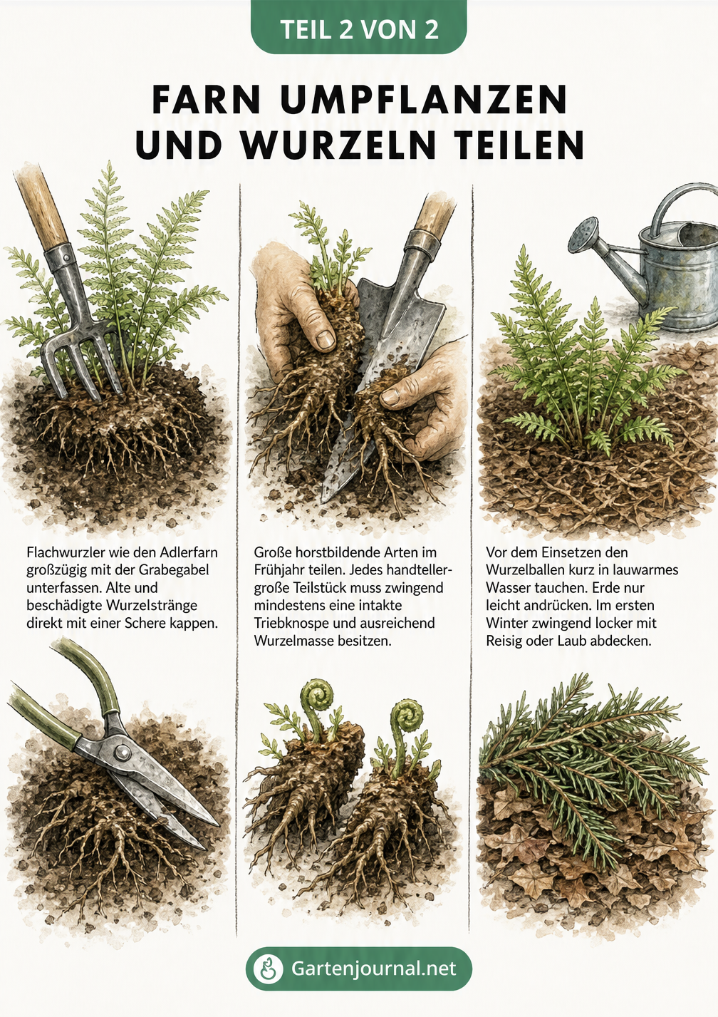 Illustration zeigt das Ausgraben eines Farns mit einer Grabegabel, das Teilen des Wurzelstocks mit einem Spaten und das Einsetzen mit Winterschutz.