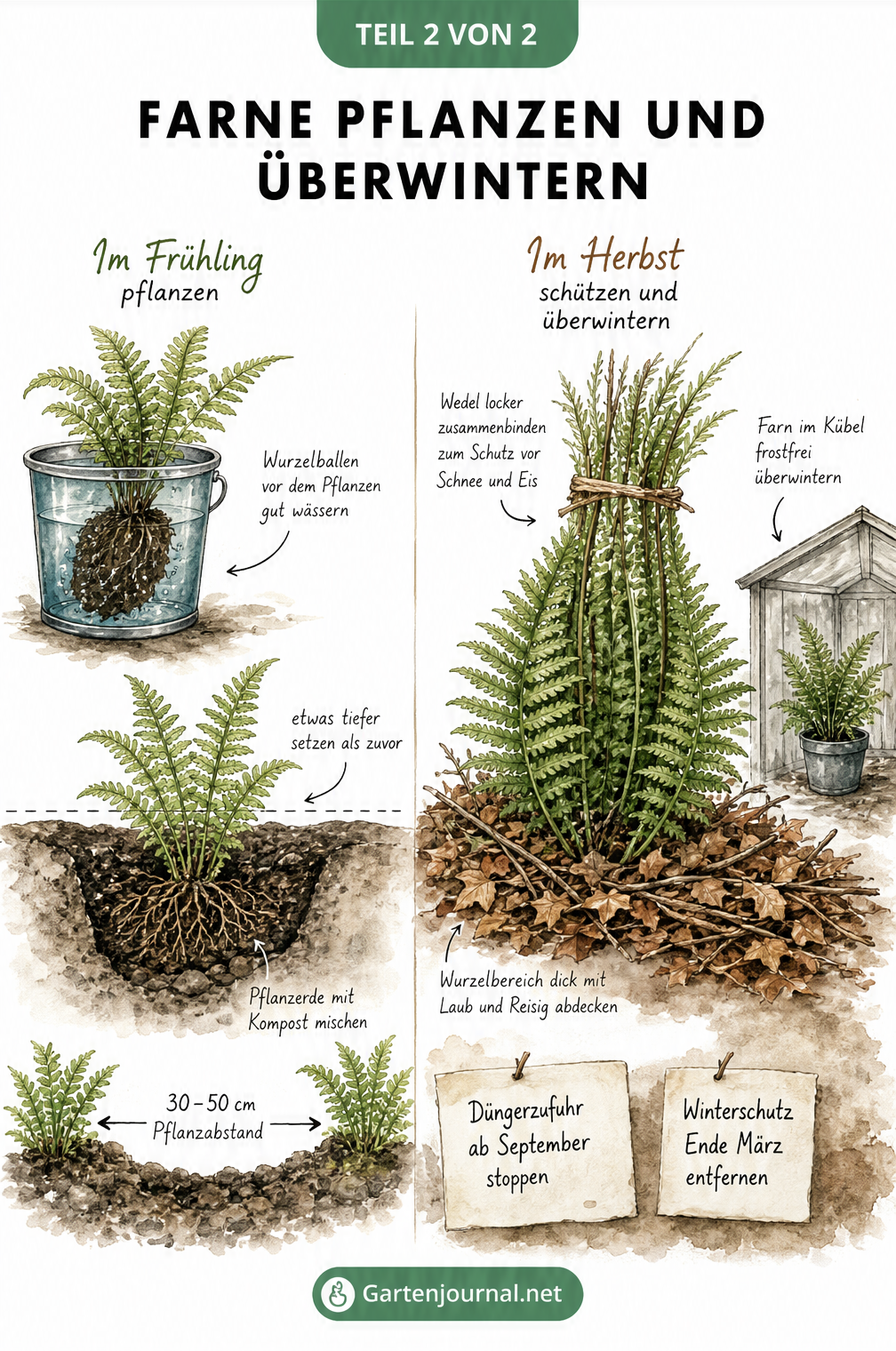Illustration zum Pflanzen von Farnen im Frühling und dem Winterschutz mit Laub im Herbst