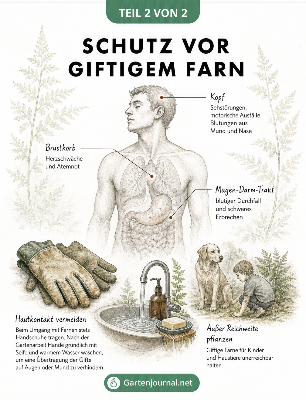 Anatomische Skizze eines menschlichen Torsos mit Symptomen einer Farnvergiftung sowie Schutzmaßnahmen wie Gartenhandschuhe und Händewaschen