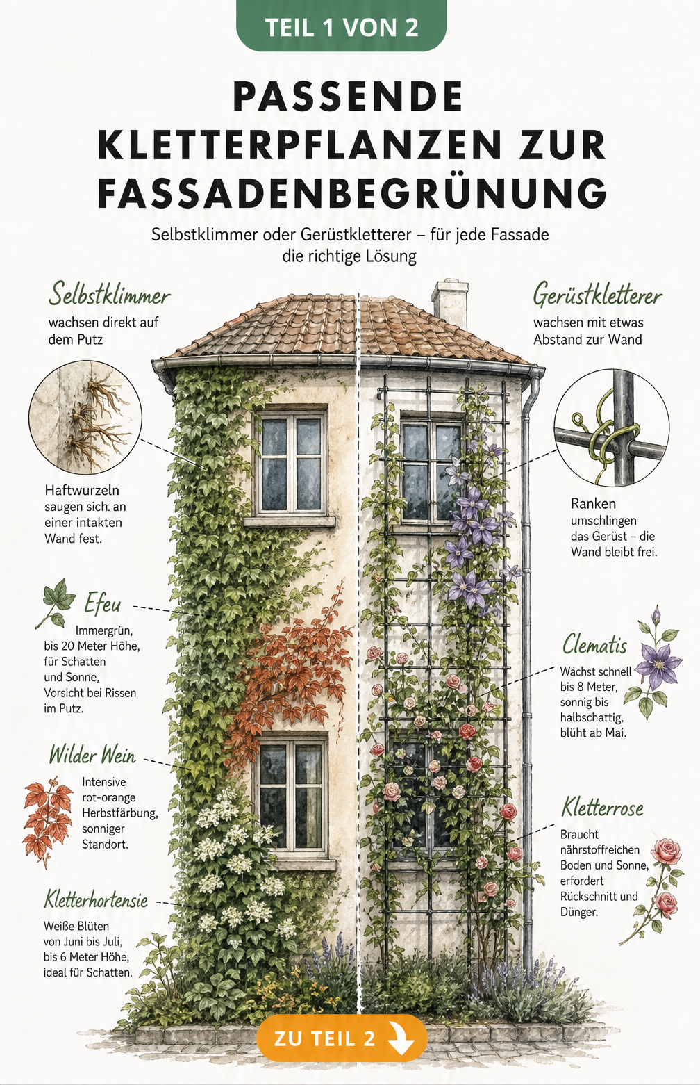Illustration einer Hausfassade mit Selbstklimmern wie Efeu und Gerüstkletterern wie Clematis