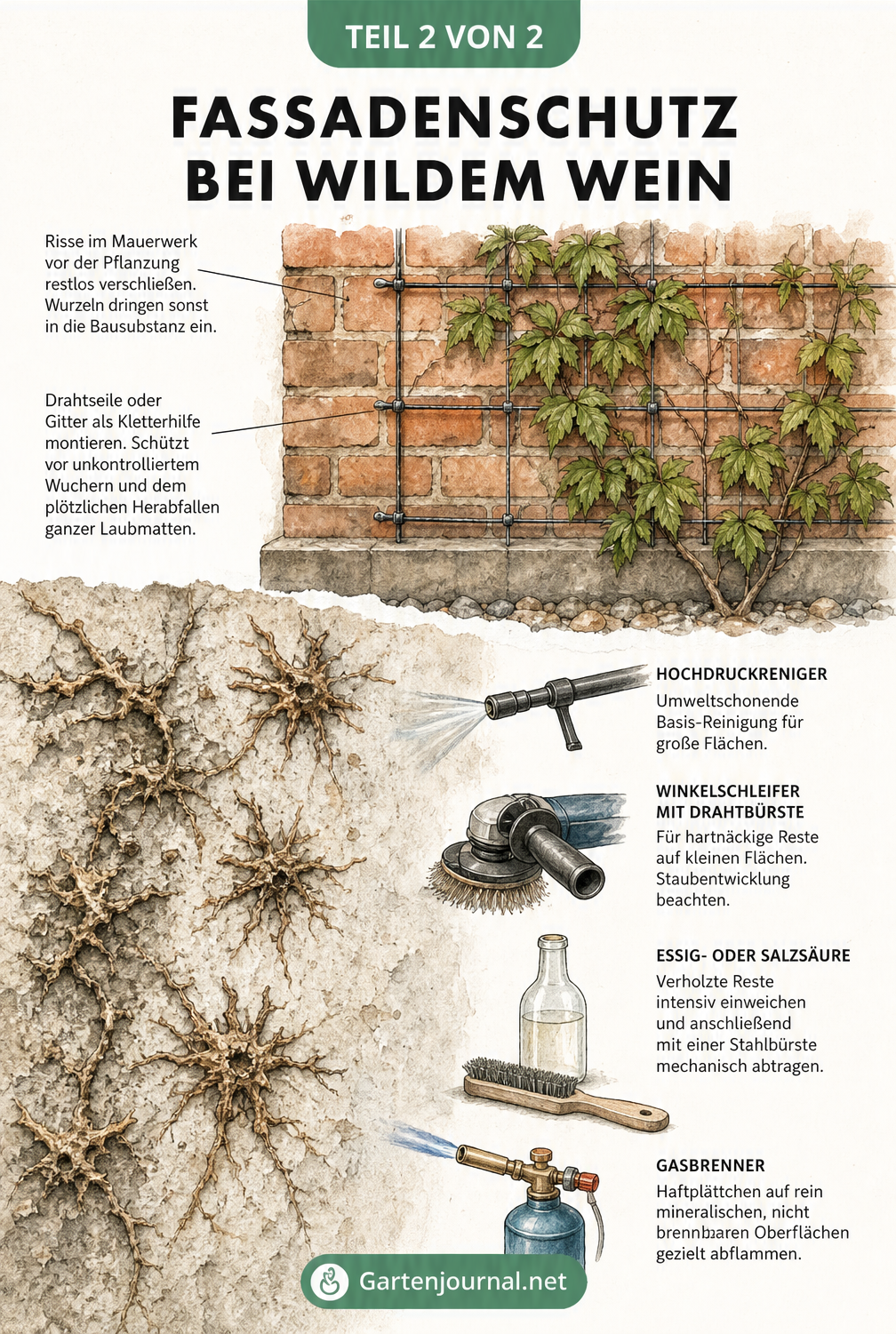 Illustration von Fassadenschutz bei Wildem Wein mit Rankhilfe und Makro-Ansicht von Haftplättchen
