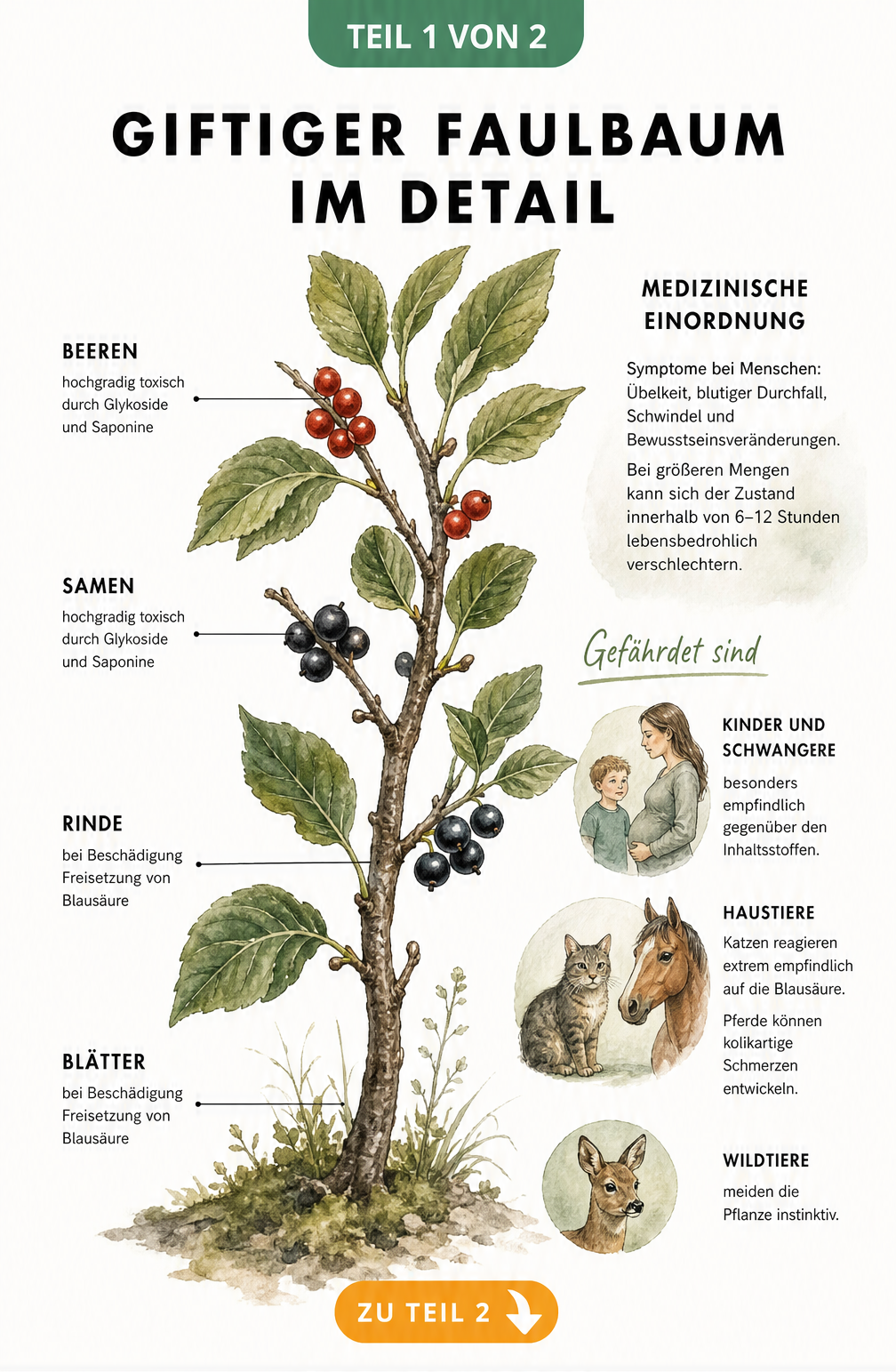 Botanische Illustration eines Faulbaum-Zweiges mit roten und schwarzen Beeren, die giftige Pflanzenteile und Vergiftungssymptome bei Mensch und Tier zeigt.