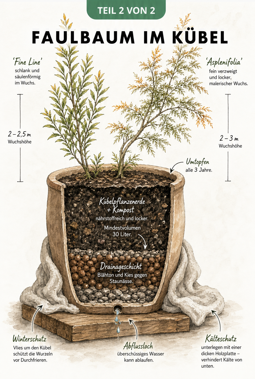 Querschnitt eines Pflanzkübels mit einem Faulbaum, der Drainageschicht, Kübelpflanzenerde und Winterschutz zeigt, sowie die Wuchshöhen der Sorten Fine Line und...