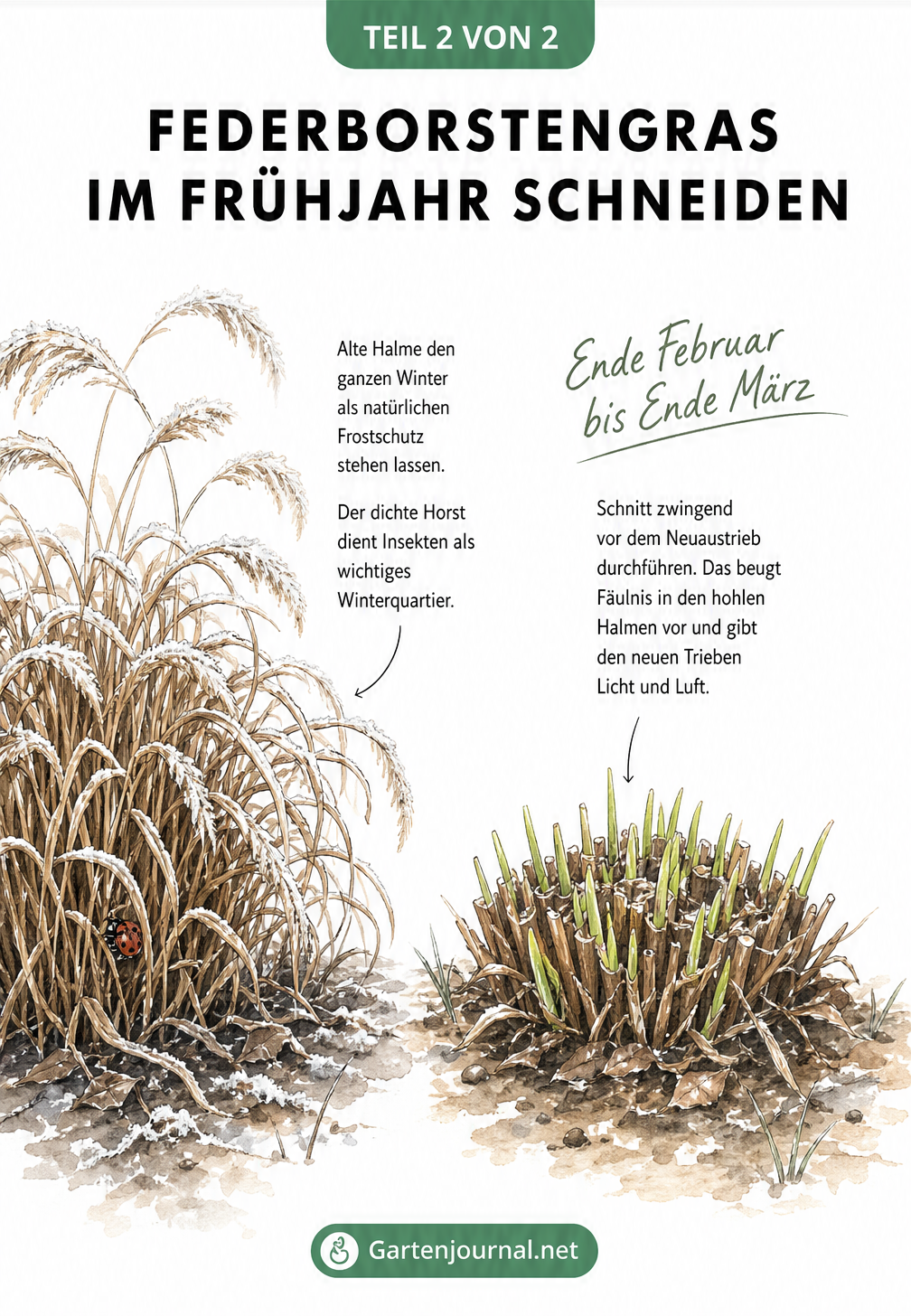 Illustration zum Rückschnitt von Federborstengras: Halme bündeln, abschneiden und Schnitthöhe messen