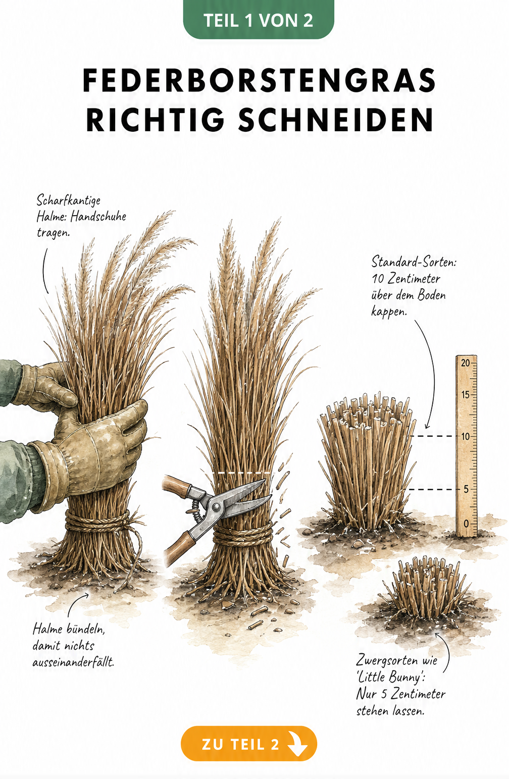 Illustration von Federborstengras im Winter und im Frühjahr mit Neuaustrieb