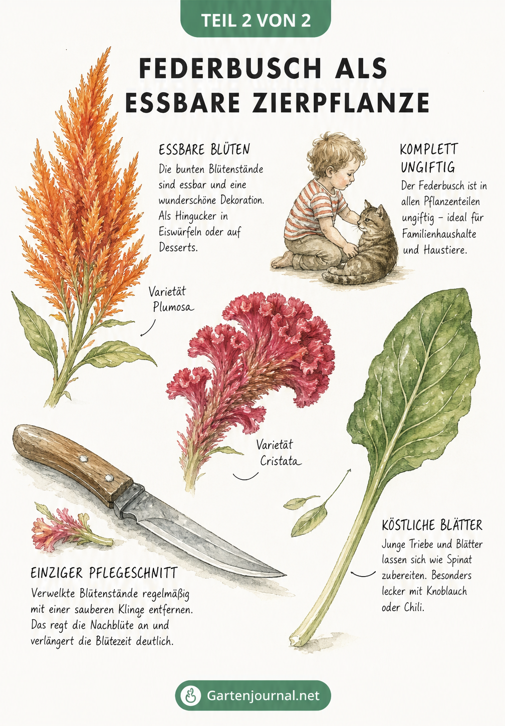 Botanische Lehrtafel mit Detailzeichnungen von Federbusch-Blüten, essbaren Blättern und einem Gartenmesser für den Pflegeschnitt.