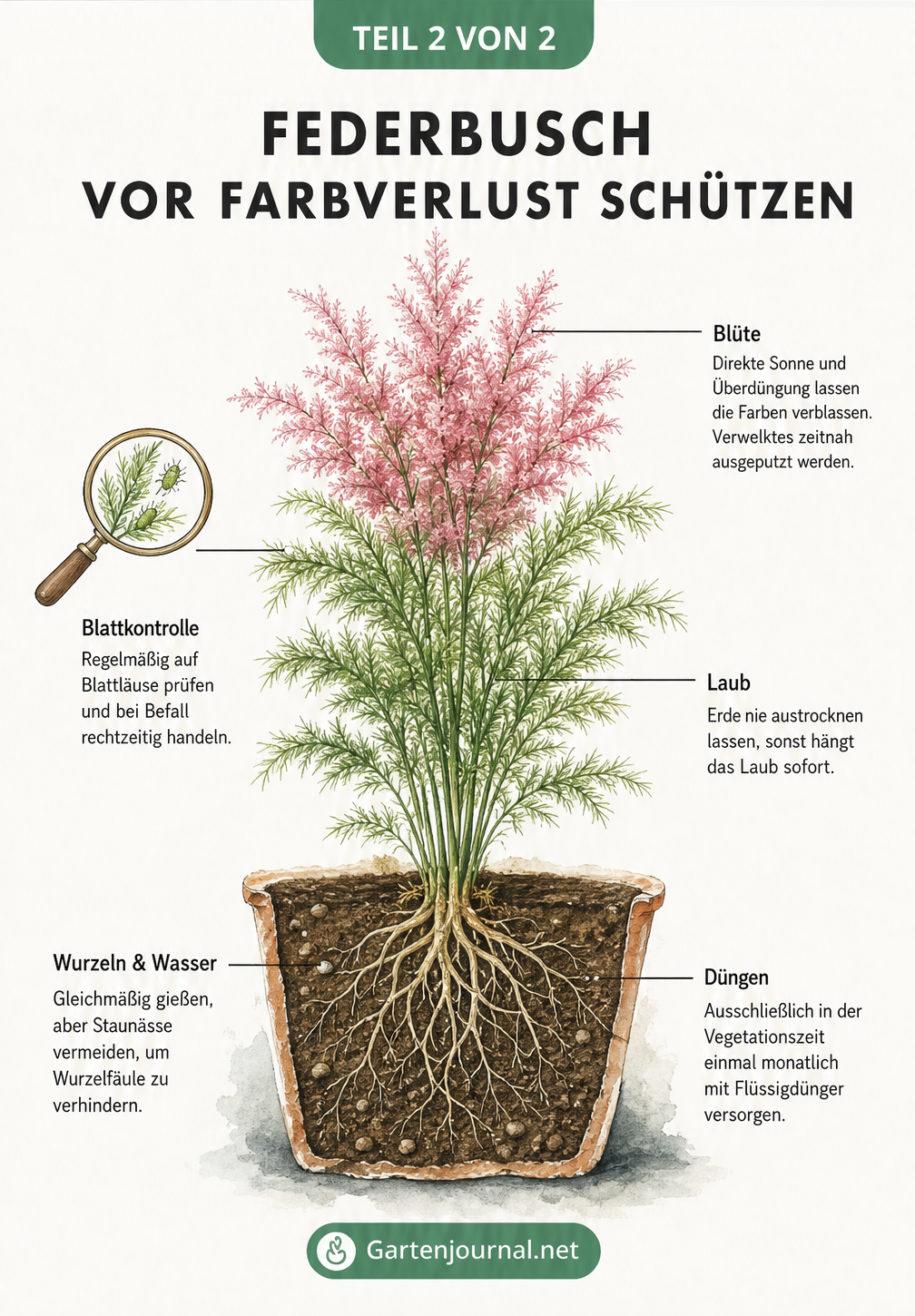 Illustration eines Federbuschs mit Hinweisen zu Gießen, Düngen und Standort für leuchtende Blüten