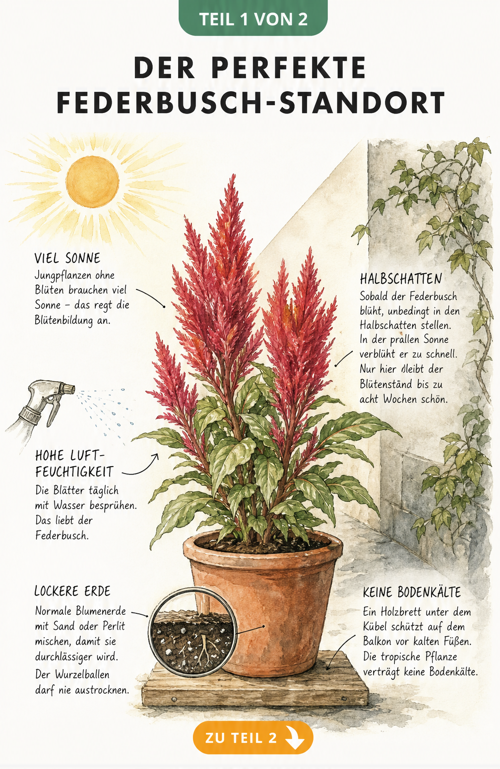 Aquarell-Illustration eines roten Federbuschs im Terrakotta-Kübel, die den idealen Standort in Sonne und Halbschatten sowie Pflegetipps zeigt.