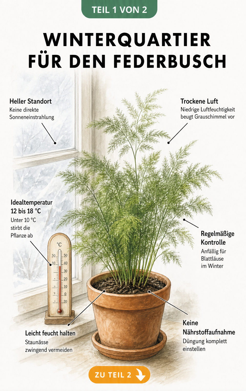 Botanische Illustration eines Federbuschs im Terrakottatopf mit Hinweisen zur Überwinterung wie Temperatur, Licht und Pflege