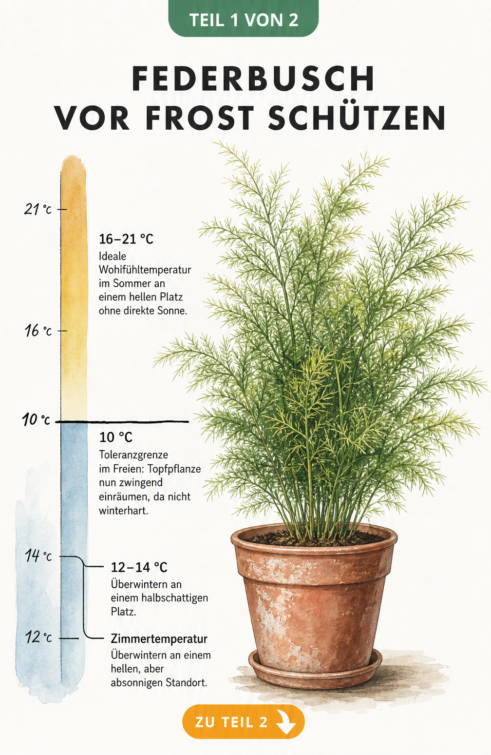 Botanische Illustration eines Federbuschs im Topf mit Temperaturskala für Sommer- und Winterstandort
