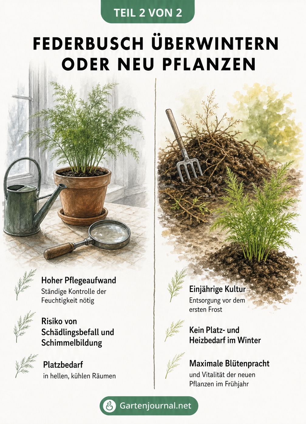 Vergleichsgrafik: Überwinterung des Federbuschs mit hohem Pflegeaufwand gegenüber der einjährigen Kultur mit Neupflanzung im Frühjahr