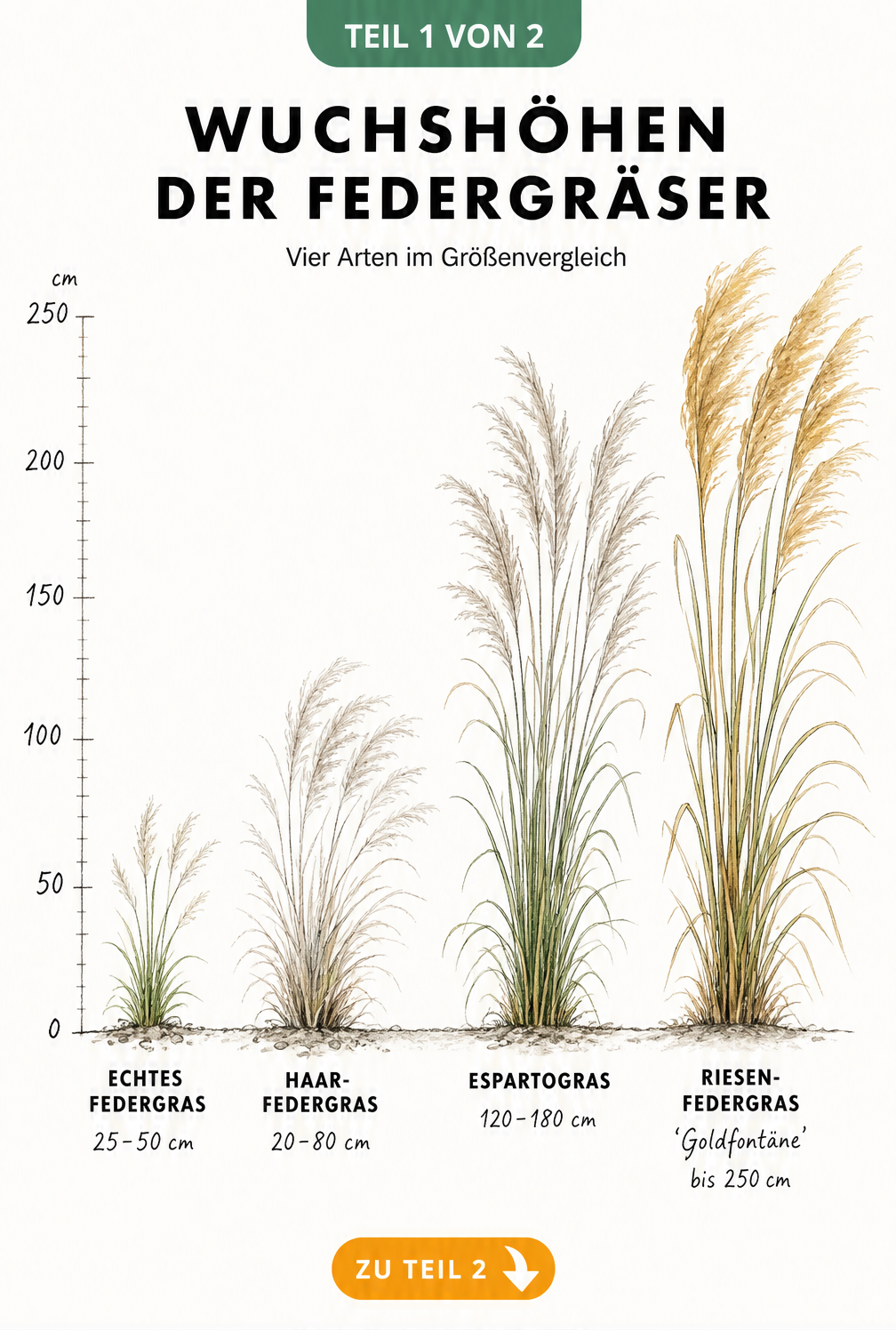 Botanische Illustration von vier Federgras-Arten im Größenvergleich mit Messskala