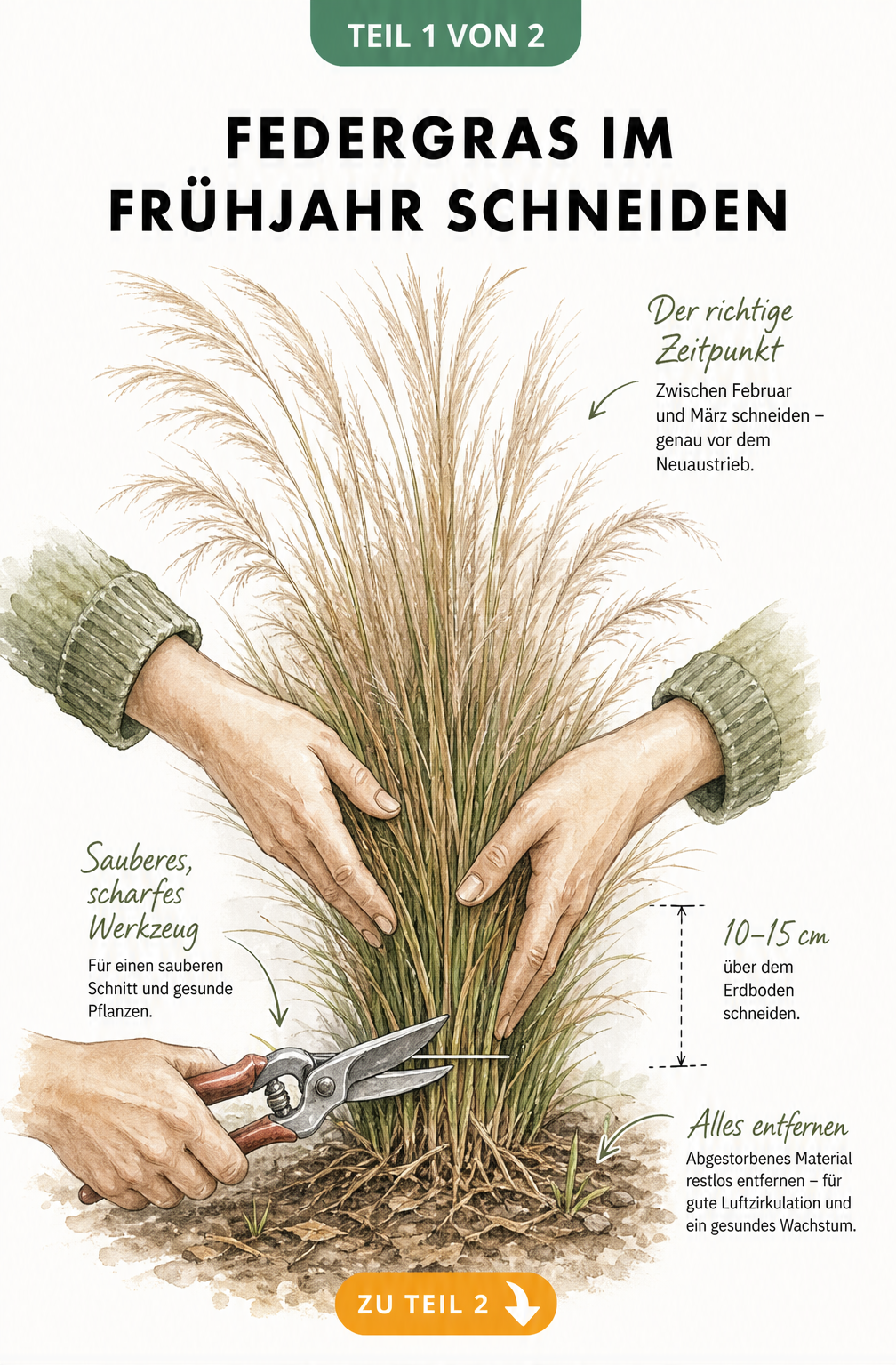 Illustration eines Federgrases, das im Frühjahr mit einer Gartenschere auf 10 bis 15 Zentimeter zurückgeschnitten wird