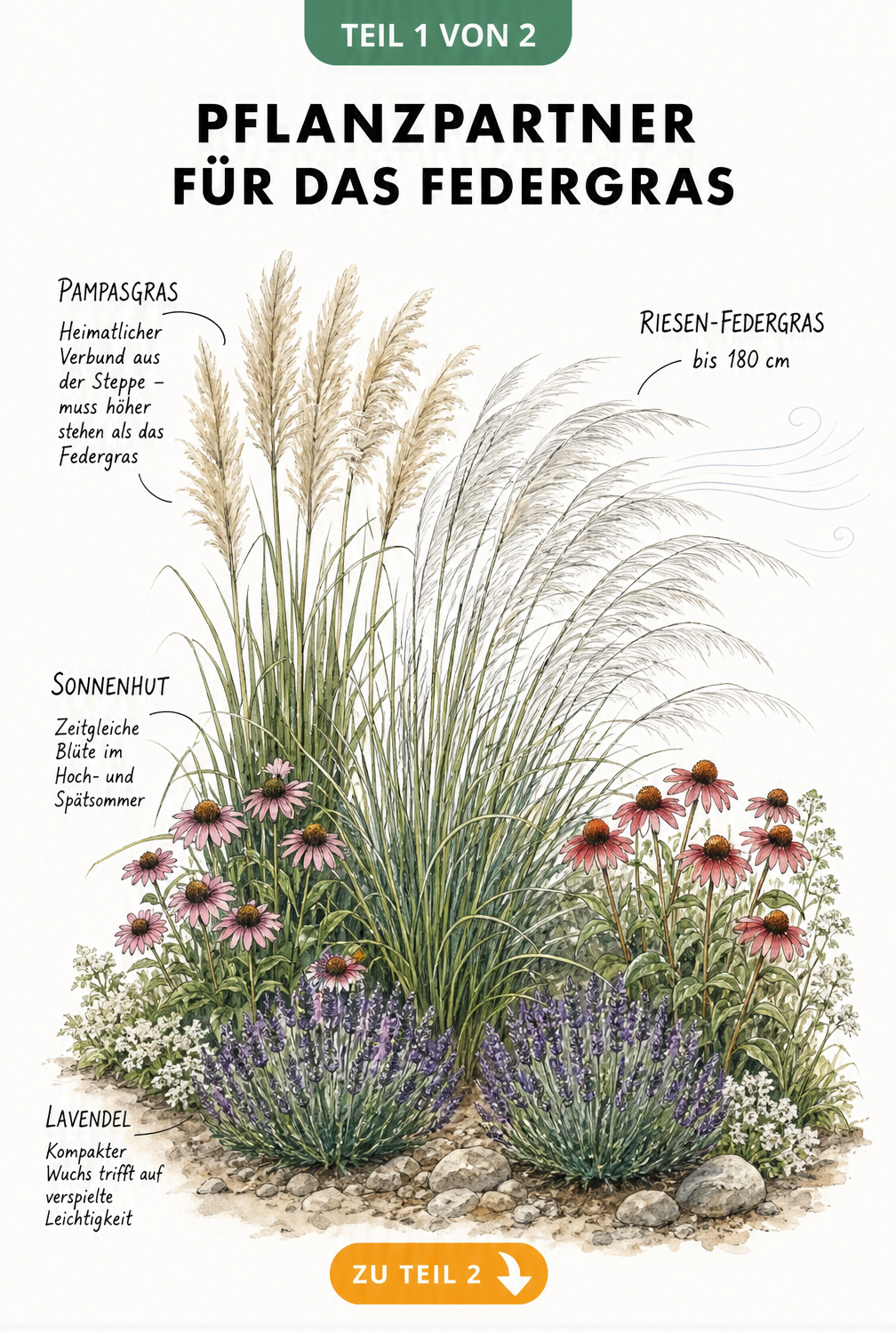 Illustration eines Beetes mit Federgras, Pampasgras, Sonnenhut und Lavendel