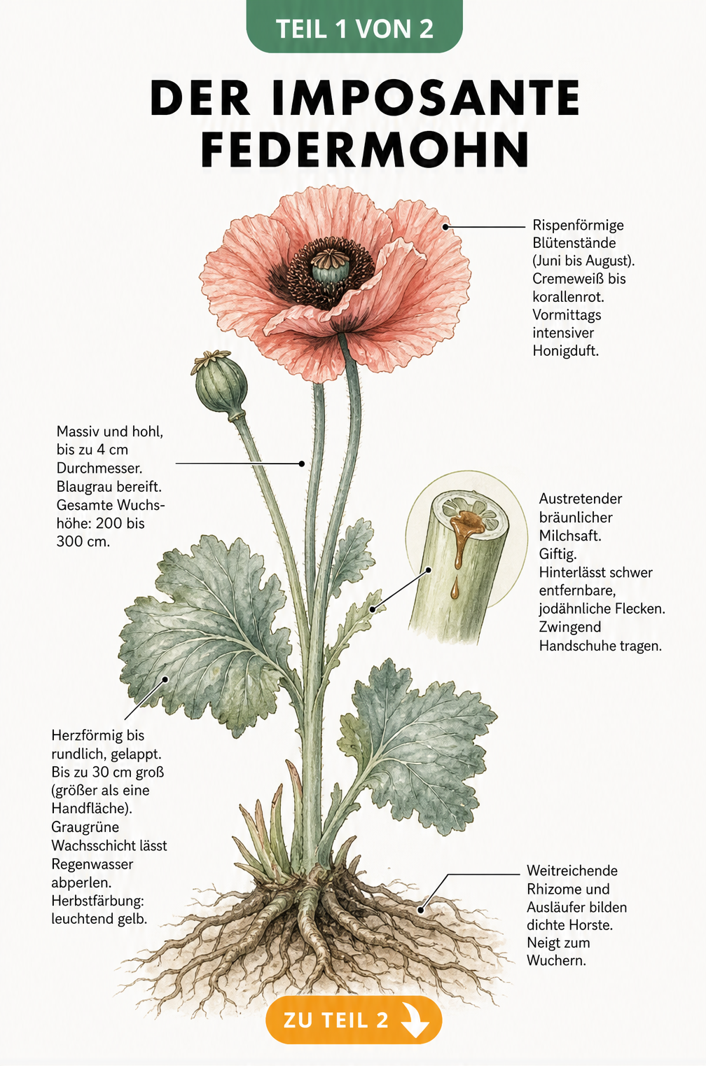 Botanische Illustration des Federmohns mit Details zu Blüte, Stängel, Blättern und Wurzeln