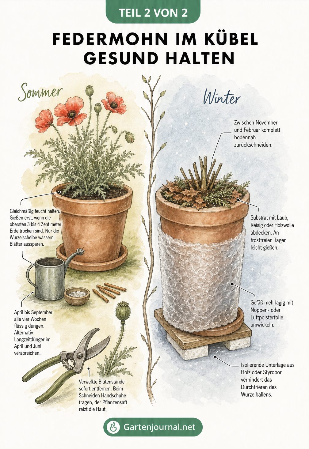 Pflege und Überwinterung von Federmohn im Kübel mit Tipps zu Gießen, Düngen und Frostschutz
