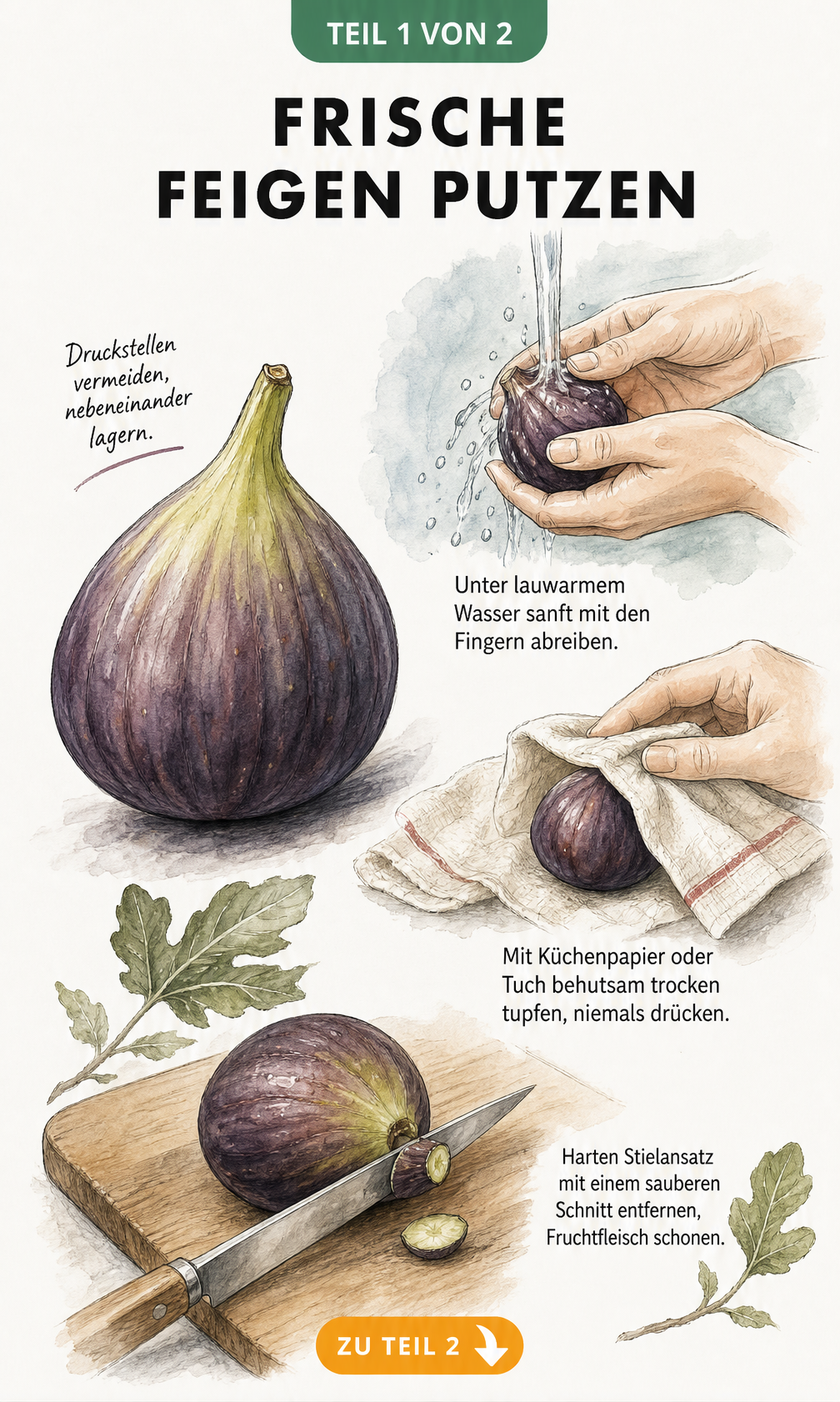 Illustration einer Feige mit Hinweisen zum Waschen und Putzen