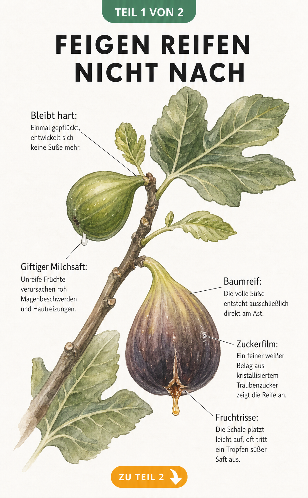 Botanische Illustration eines Feigenastes mit einer unreifen und einer reifen Feige, die zeigt, dass Feigen nicht nachreifen.