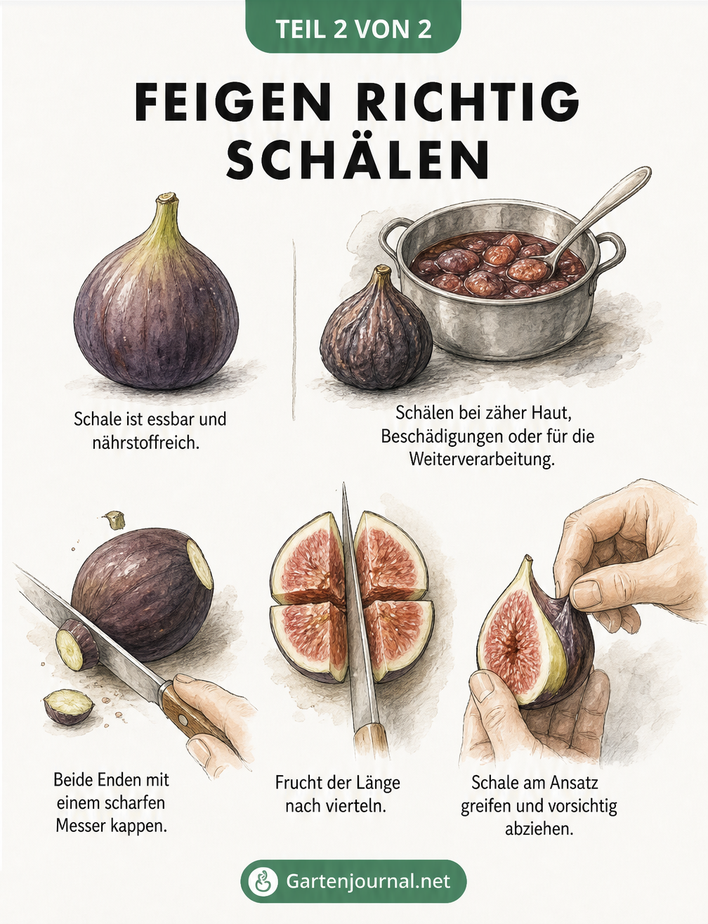 Illustration zum Schälen von Feigen in drei Schritten