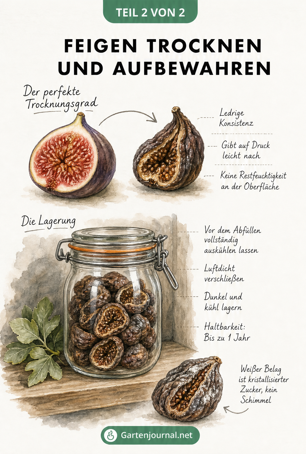 Illustration einer frischen und einer getrockneten Feige sowie eines Vorratsglases zur Lagerung