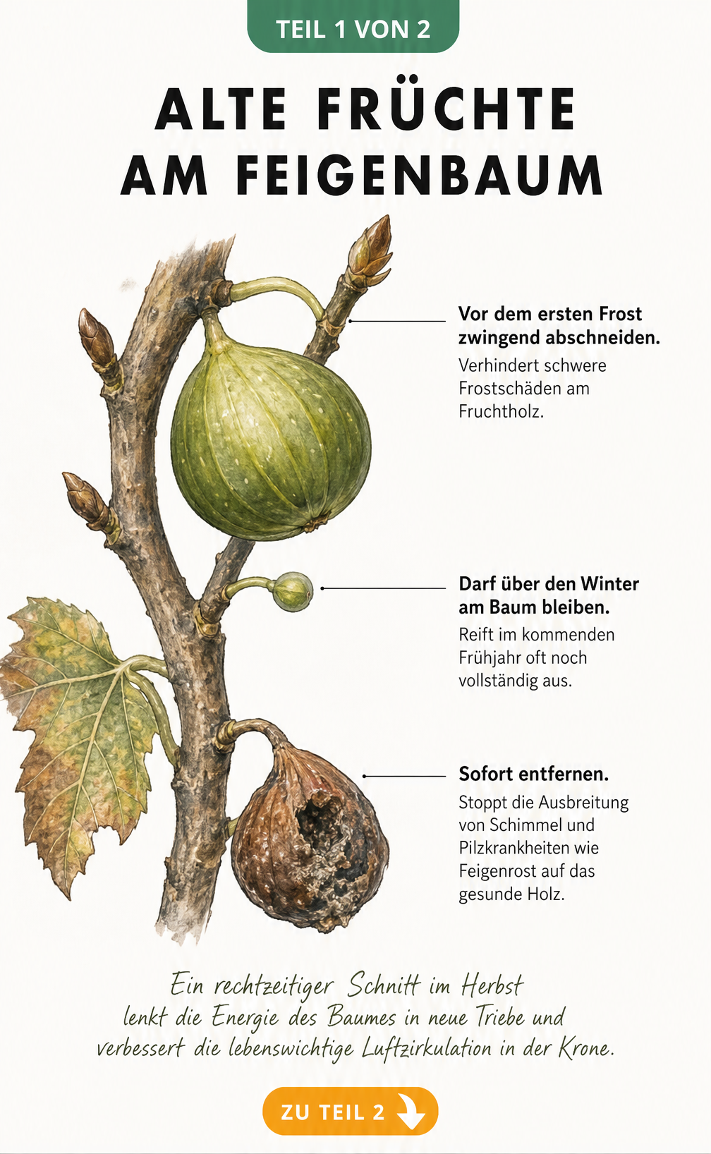 Botanische Illustration eines Feigenzweigs mit drei verschiedenen Früchten und Erklärungen zum Entfernen vor dem Winter.