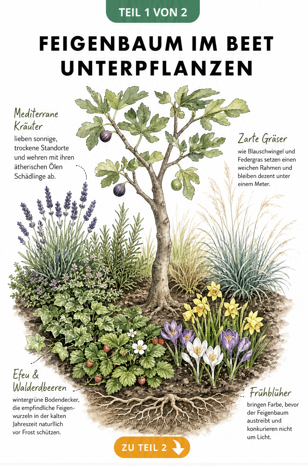 Botanische Illustration eines Feigenbaums im Beet mit flachem Wurzelwerk und drei Pflanzinseln aus Kräutern, Bodendeckern und Frühblühern.