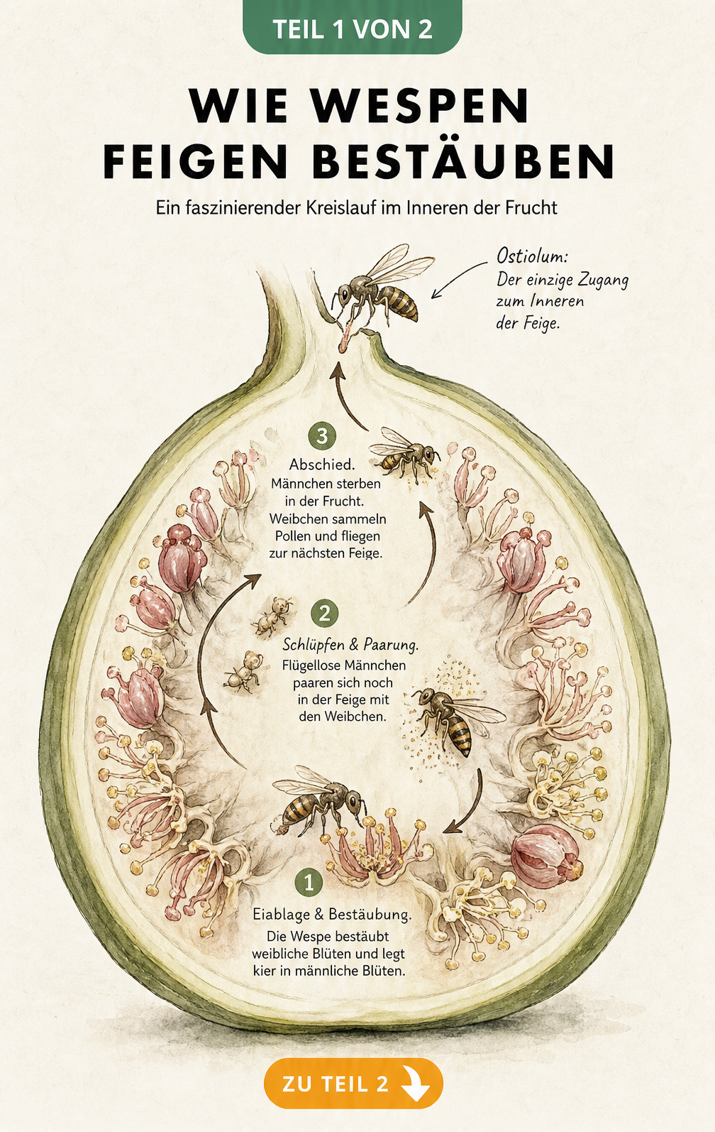 Botanische Illustration eines Feigenquerschnitts, die den Kreislauf der Befruchtung durch die Feigenwespe zeigt.
