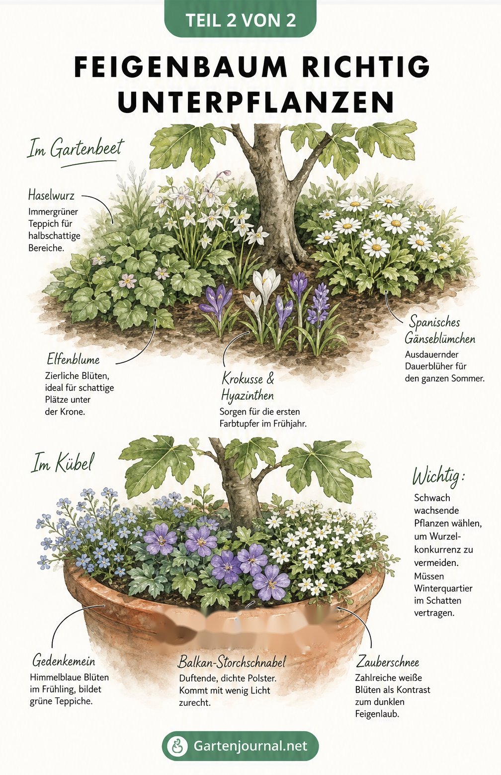 Illustration eines Feigenbaums mit bienenfreundlichen Begleitpflanzen wie Judasbaum, Schmetterlingsflieder und Blauraute