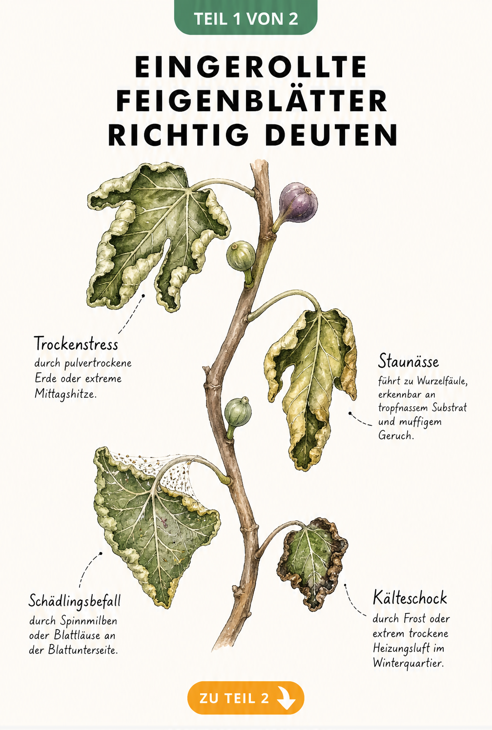 Botanische Illustration eines Feigenzweigs mit vier eingerollten Blättern, die Trockenstress, Staunässe, Schädlingsbefall und Kälteschock zeigen.