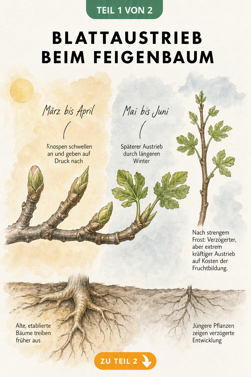 Botanische Illustration eines Feigenzweigs, der den Blattaustrieb von März bis Juni in verschiedenen Klimazonen zeigt.