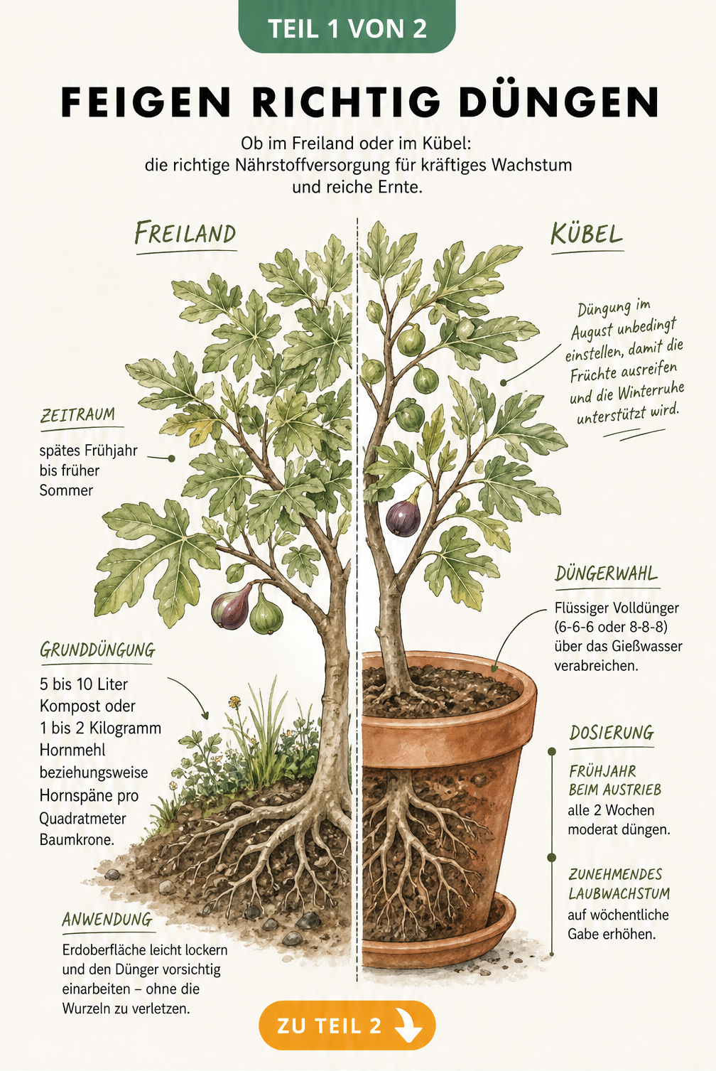 Illustration eines Feigenbaums, der im Freiland und im Kübel wächst, mit Hinweisen zur Düngung