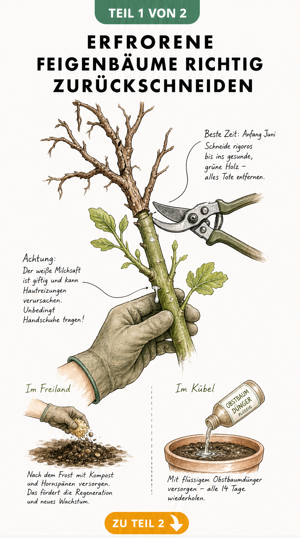 Illustration eines erfrorenen Feigenbaum-Astes, der mit einer Gartenschere bis ins gesunde grüne Holz zurückgeschnitten wird.