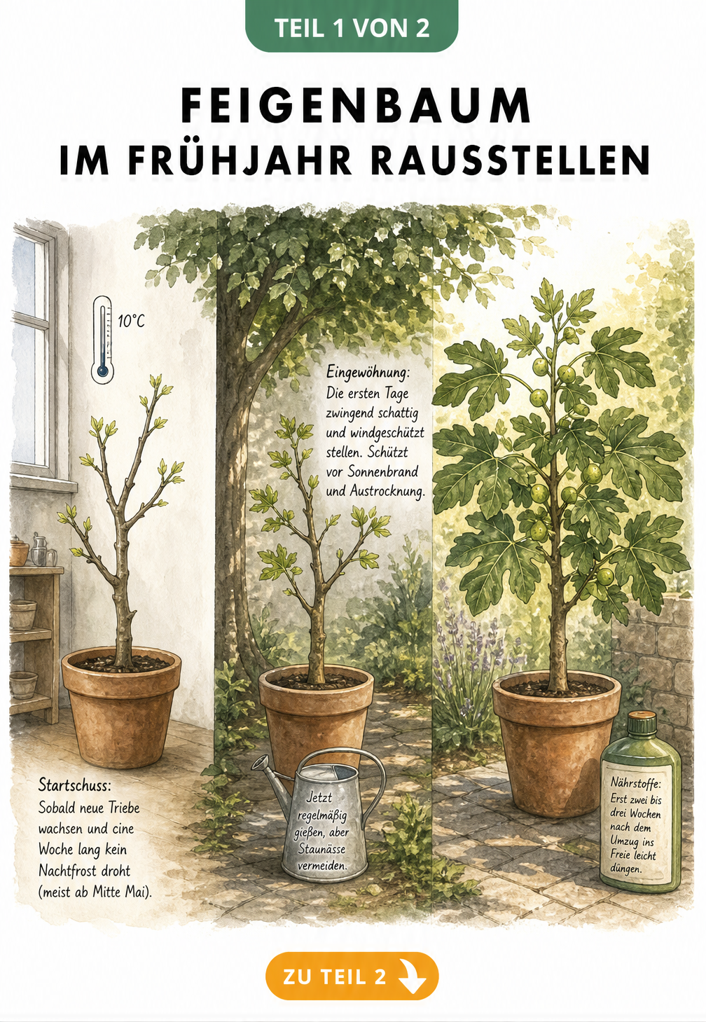 Illustration des Umzugs eines Feigenbaums vom Winterquartier über einen schattigen Platz zur Eingewöhnung bis zum sonnigen Endstandort