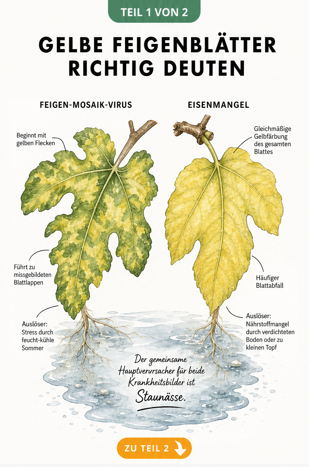 Illustration von zwei Feigenblättern, die Symptome von Feigen-Mosaik-Virus und Eisenmangel durch Staunässe zeigen