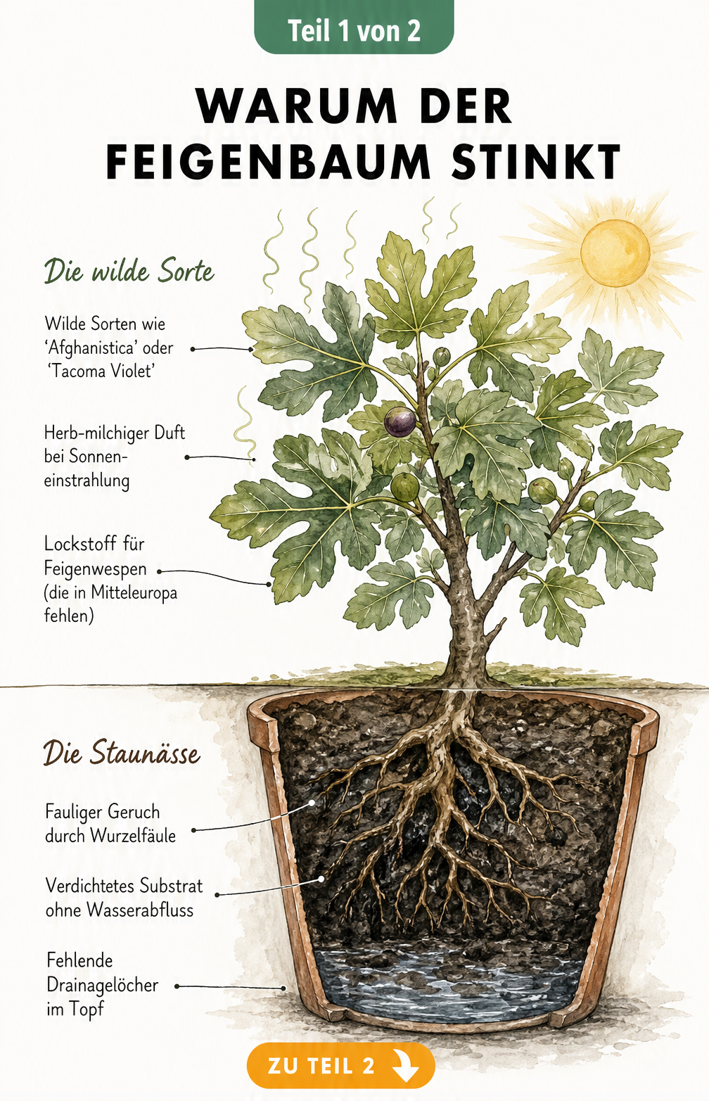 Botanische Illustration eines Feigenbaums, die Geruchsursachen durch wilde Sorten und Wurzelfäule bei Staunässe zeigt.