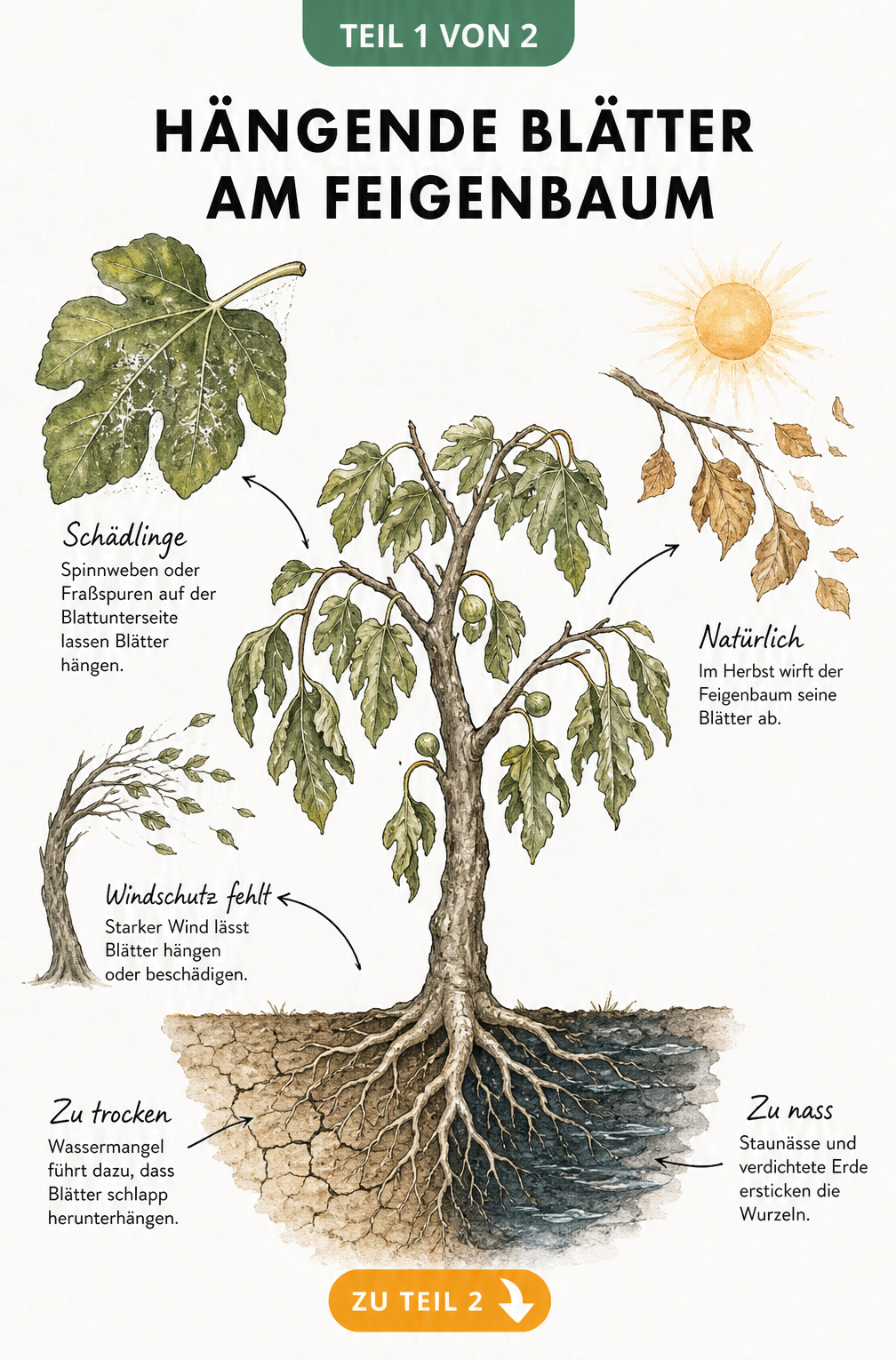 Botanische Illustration eines Feigenbaums mit hängenden Blättern, die Ursachen wie Wassermangel, Staunässe, Schädlinge und fehlenden Windschutz zeigt.