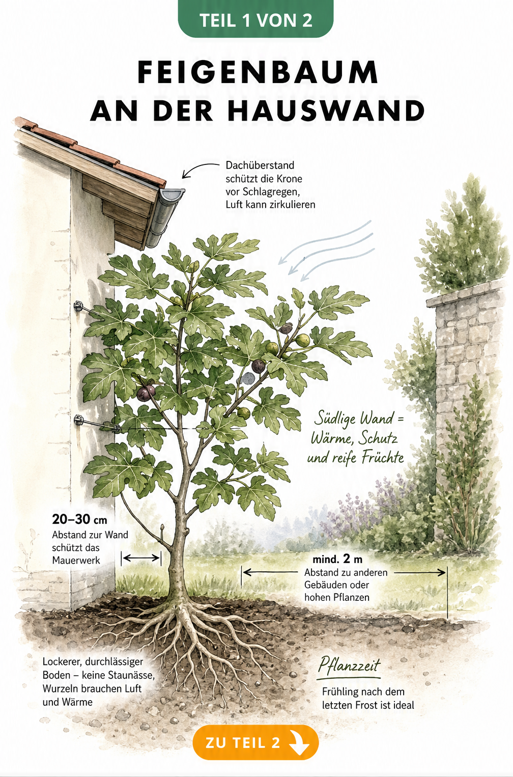 Architektonischer Querschnitt einer Hauswand mit gepflanztem Feigenbaum, Dachüberstand und Maßangaben für Pflanzabstände