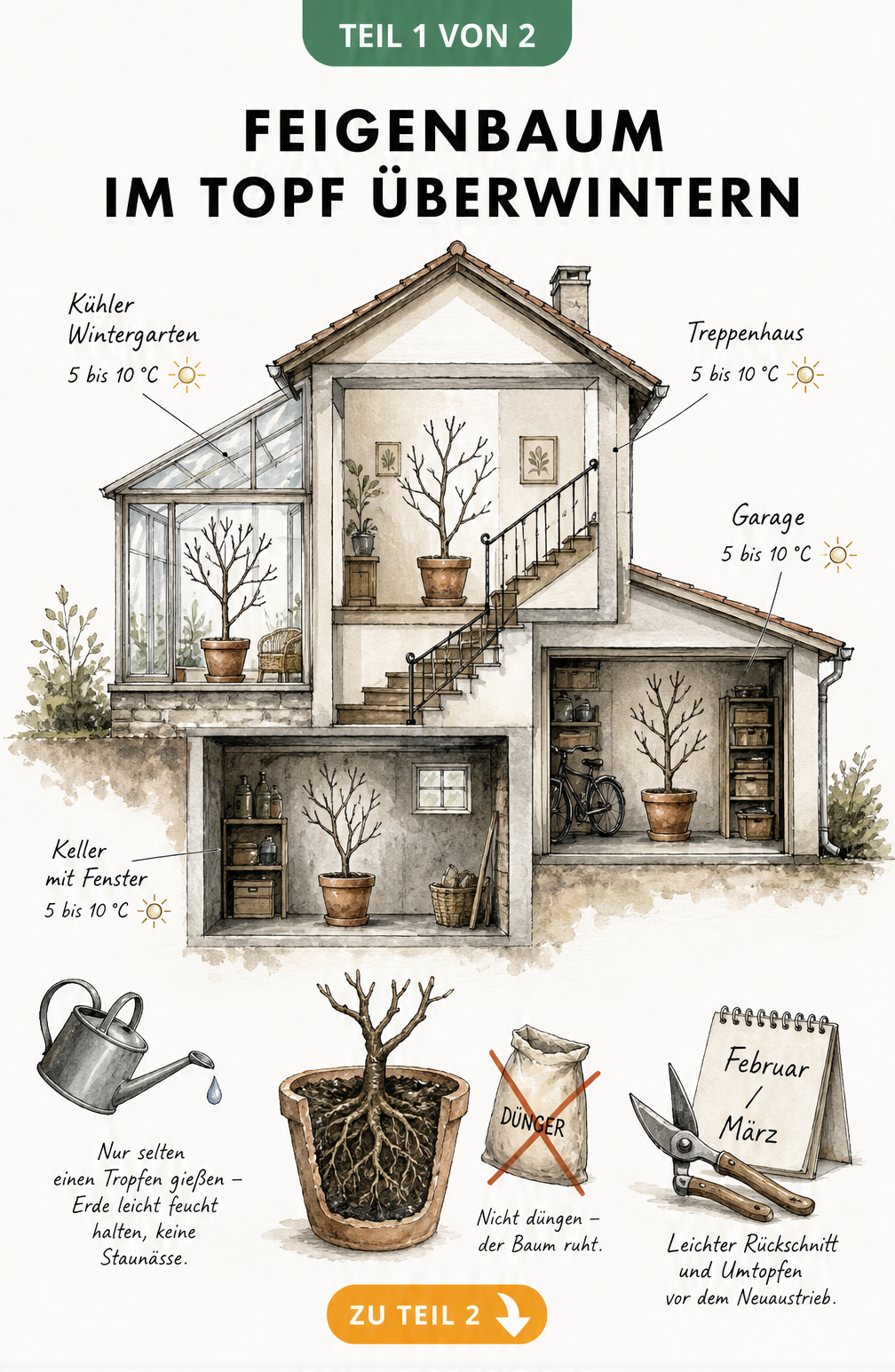 Illustration eines Hauses mit verschiedenen Räumen zur Überwinterung eines Feigenbaums im Topf bei 5 bis 10 Grad