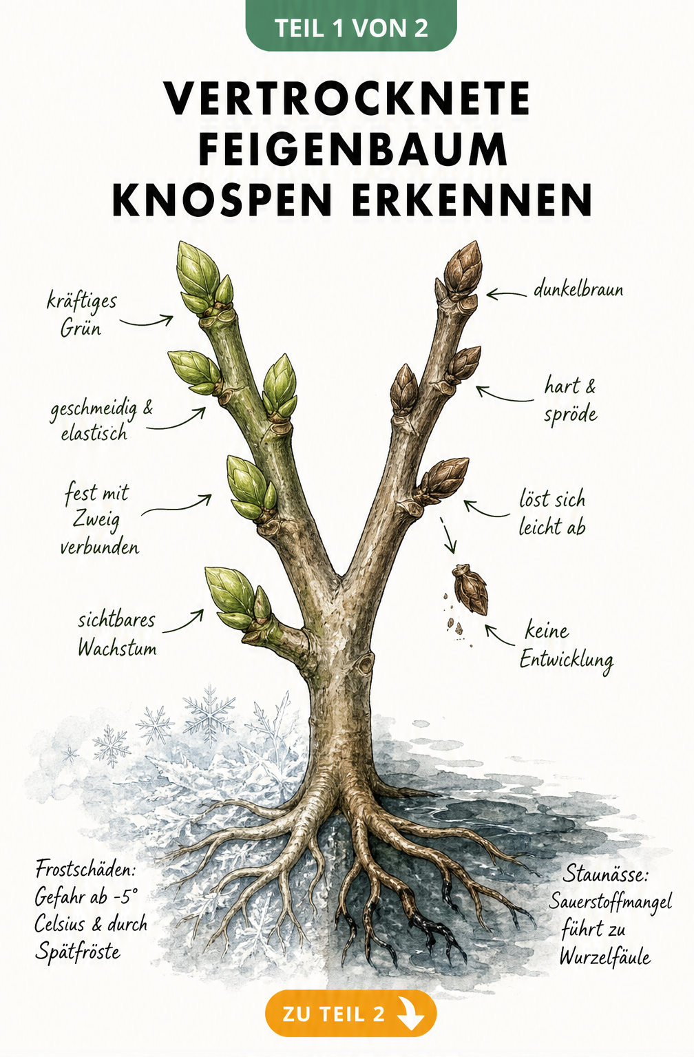 Botanische Illustration eines Feigenzweigs, die gesunde grüne Knospen im Vergleich zu vertrockneten braunen Knospen zeigt, inklusive Ursachen wie Frost und...