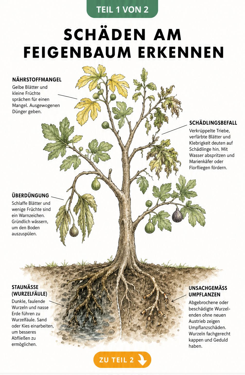 Botanische Illustration eines Feigenbaums mit Symptomen wie gelben Blättern, verkrüppelten Trieben und faulenden Wurzeln