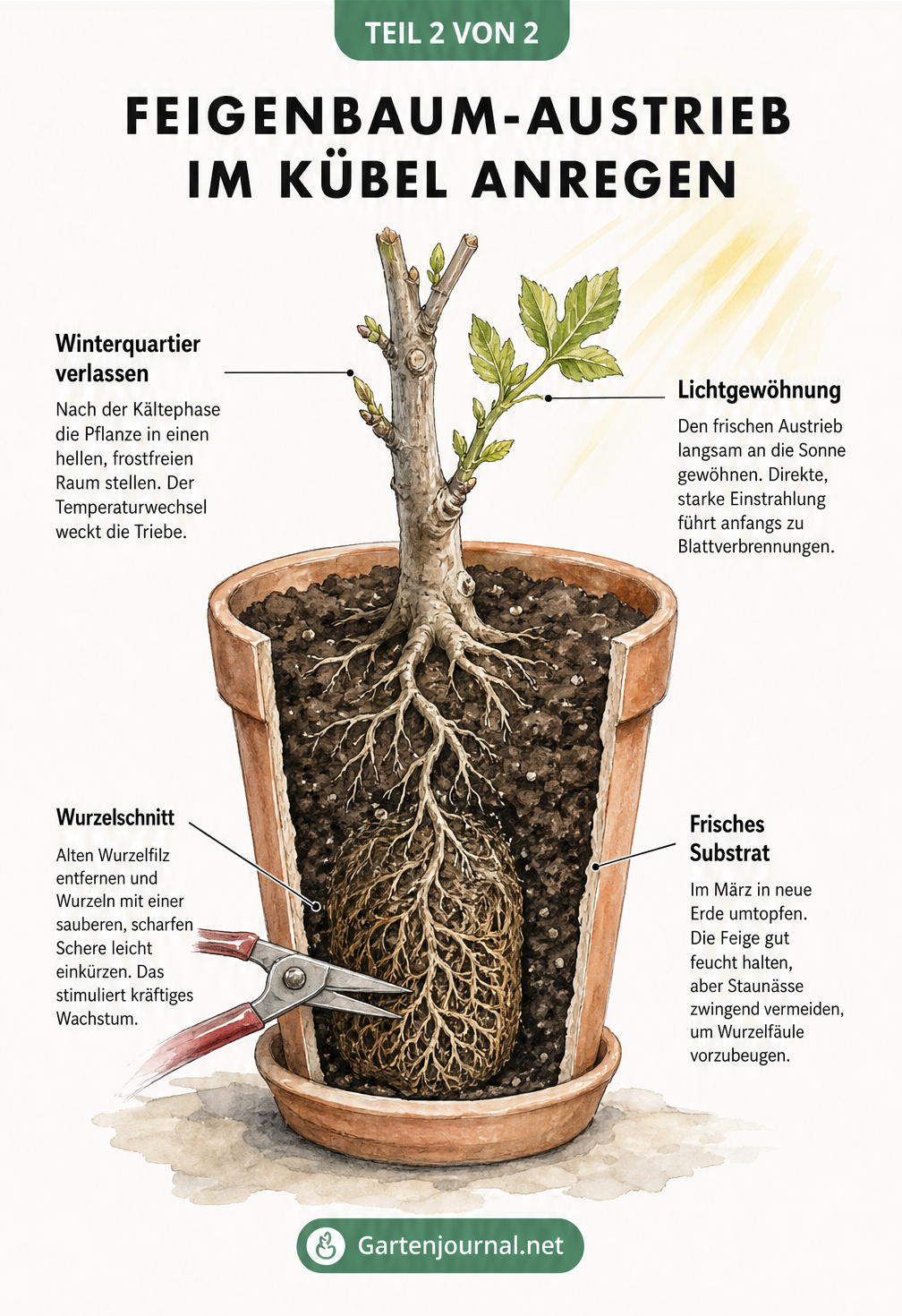 Querschnitt eines bepflanzten Terrakotta-Kübels mit einem Feigenbaum, der frische Blätter und Wurzeln zeigt