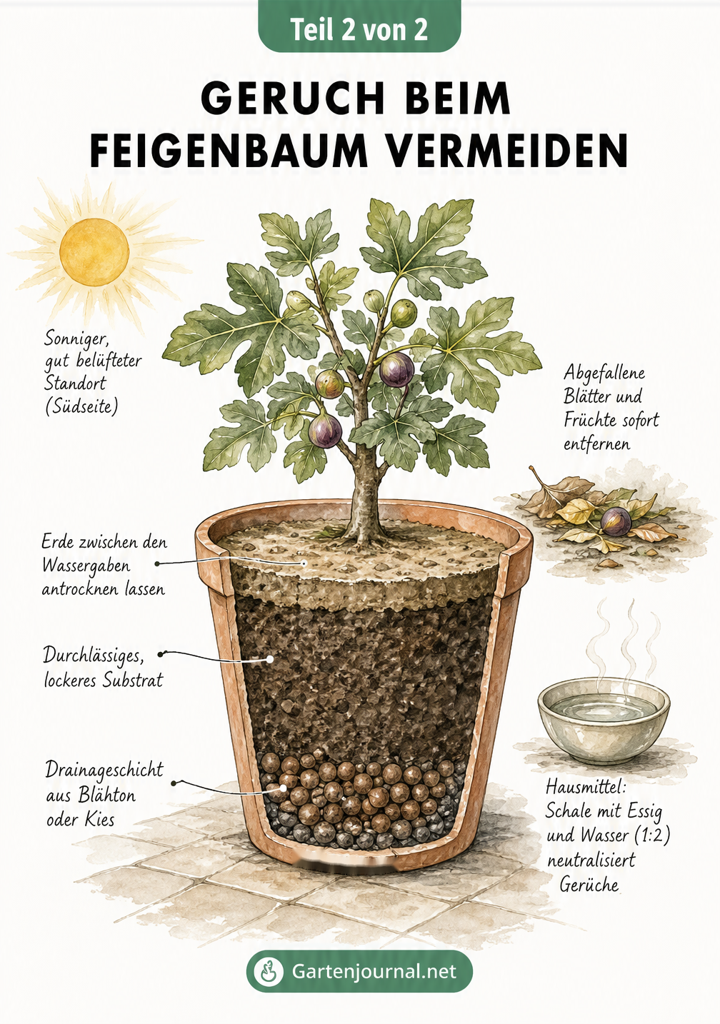 Querschnitt eines Pflanzkübels mit Feigenbaum, der den idealen Aufbau mit Drainageschicht und durchlässigem Substrat zur Geruchsvermeidung zeigt.