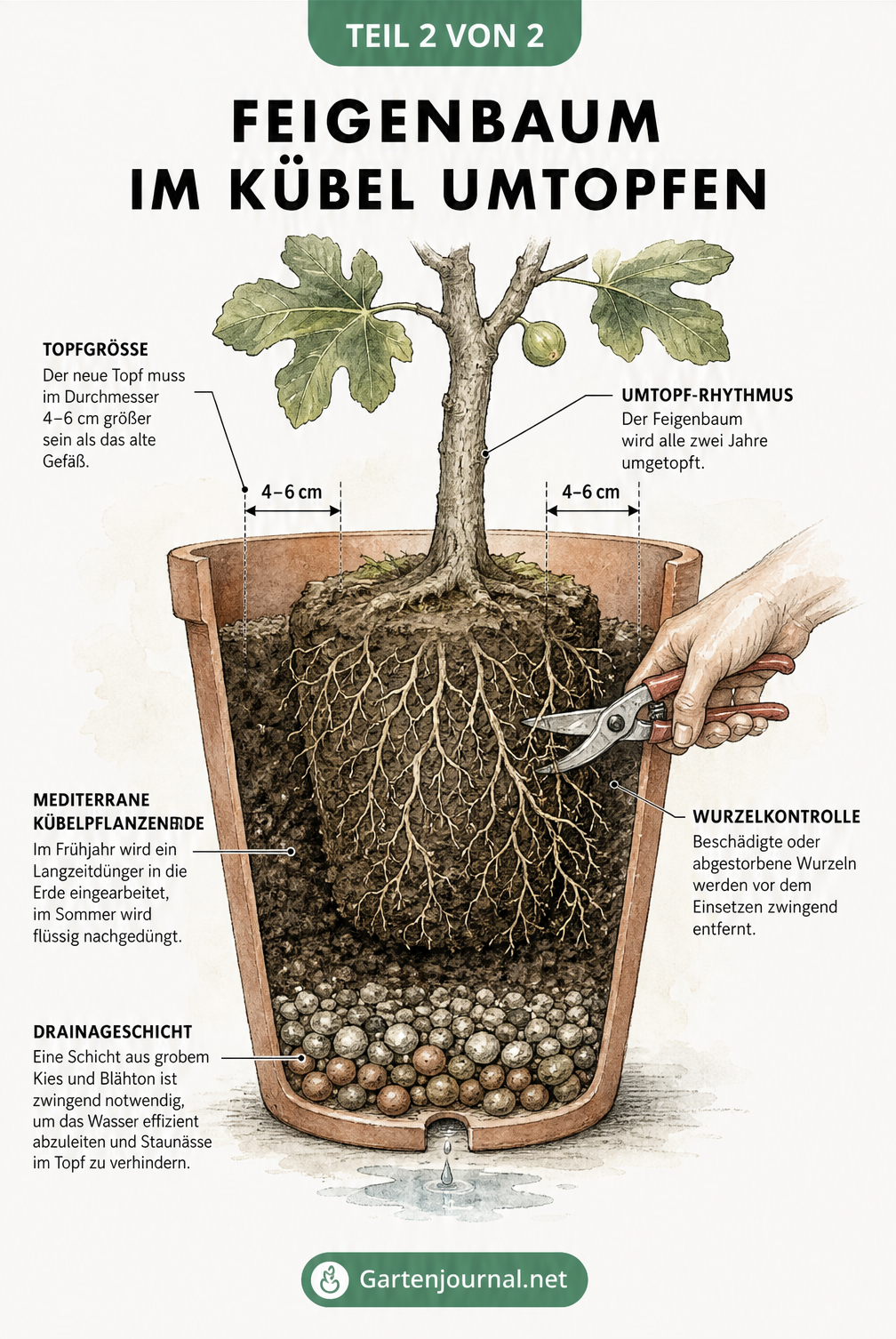 Querschnitt eines Terrakotta-Topfes mit einem jungen Feigenbaum, der die Drainage-Schicht, Kübelpflanzenerde und den Wurzelrückschnitt zeigt.
