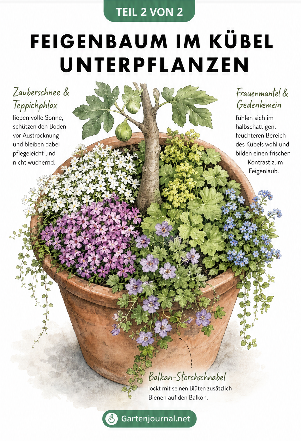 Illustration eines Terrakotta-Topfes mit einem Feigenbaum, unterpflanzt mit Zauberschnee, Teppichphlox, Frauenmantel und Gedenkemein.